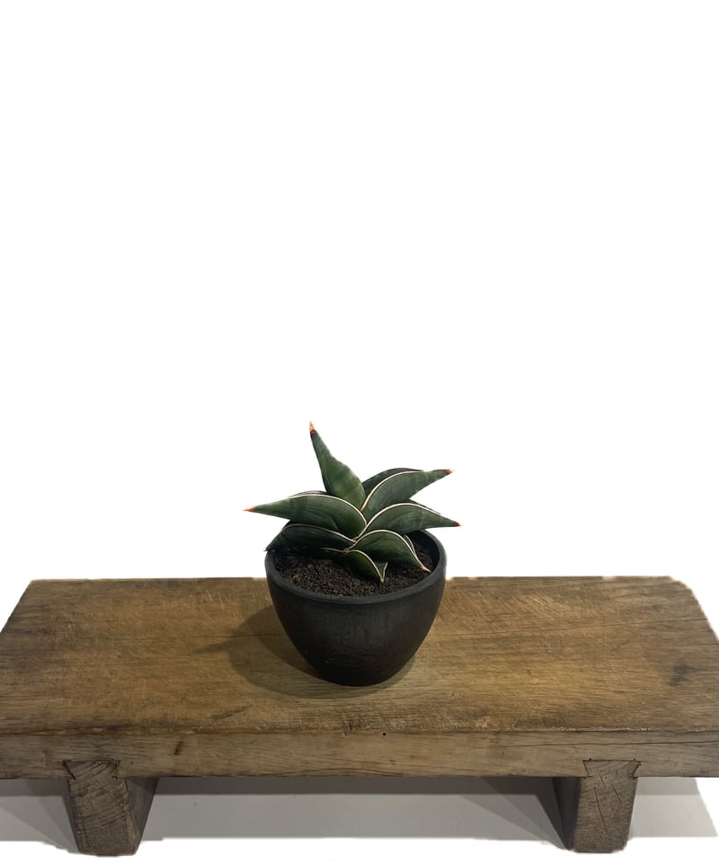 サンセベリア ロリダ 「Sansevieria rorida」92C-1 | SHOUCHI