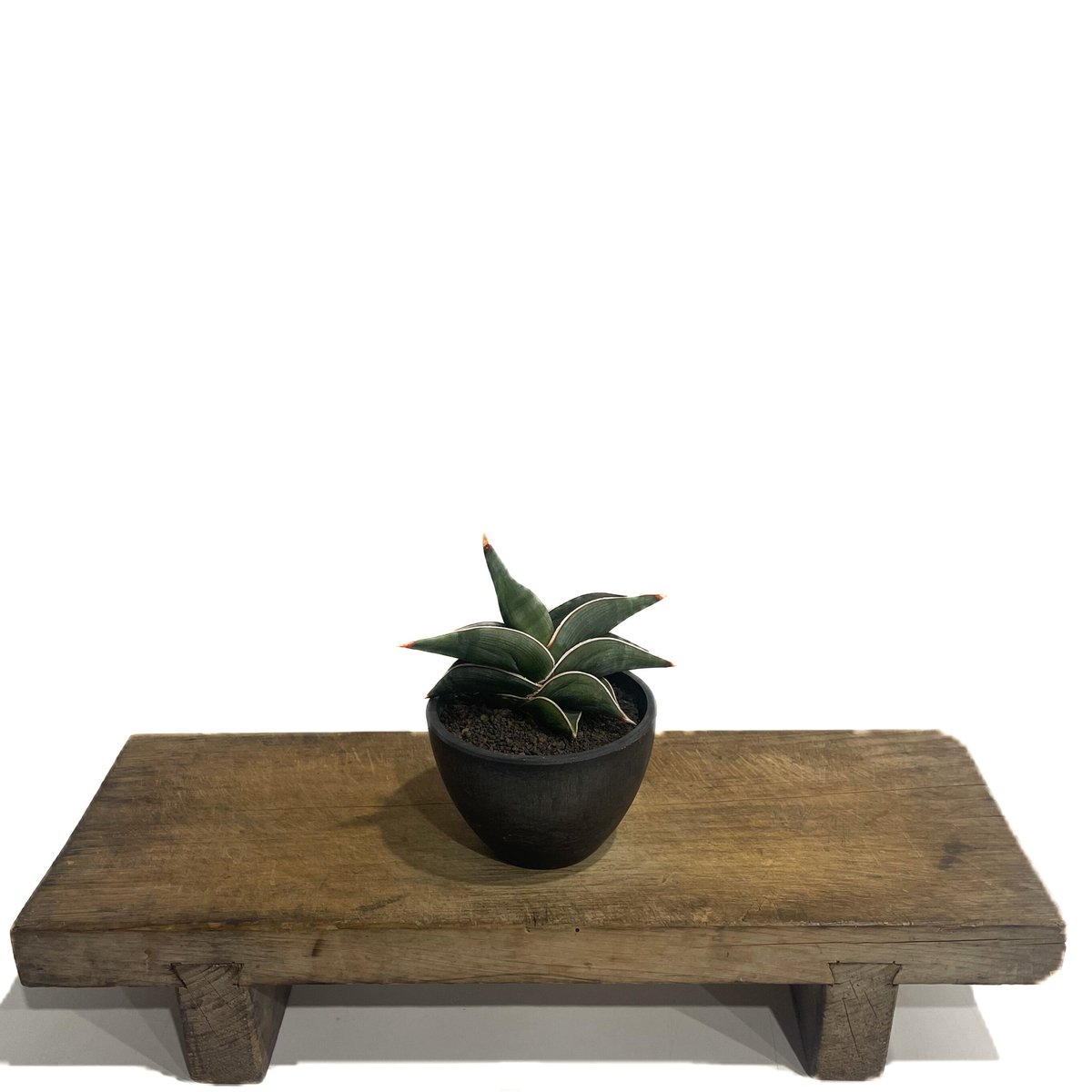 サンセベリア ロリダ 「Sansevieria rorida」92C-1 | SHOUCHI