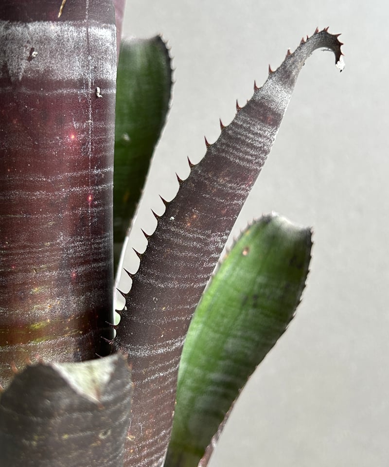 エクメア チャンティニー ブラック ゾンビ「Aechmea chantinii