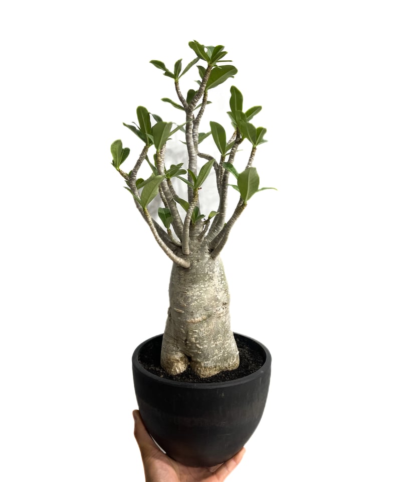 Botanical Baobab CD ボタニカル　バオバブ Botanical Baobab CD ボタニカル バオバブ