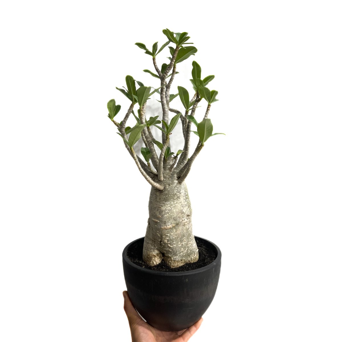 fit=scale-down,w=1200