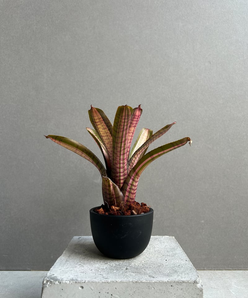 ネオレゲリア スコタックズ コード レッド 「Neoregelia Skotak's Code