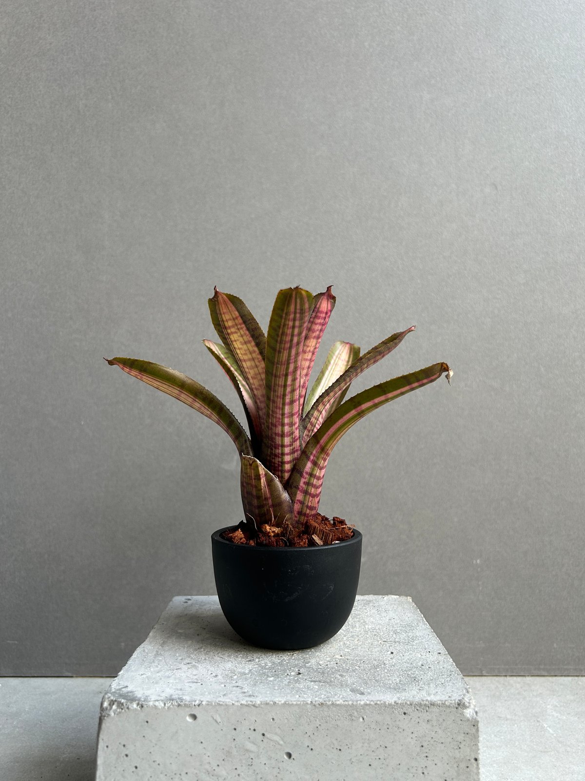 ネオレゲリア スコタックズ コード レッド 「Neoregelia Skotak's Code