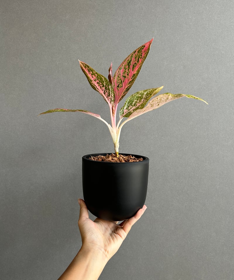 激レア！アグラオネマ　タマラ アグラオネマ タマラ 「Aglaonema Tamara」76F | SHOUCHIKUEN