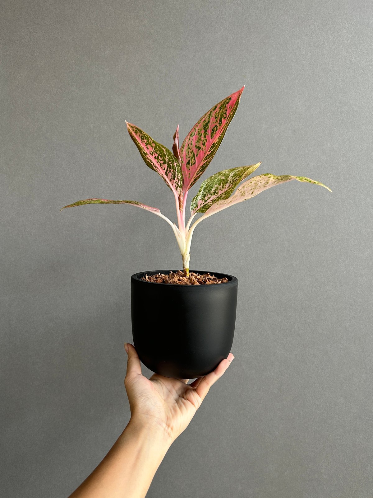 激レア！アグラオネマ　タマラ アグラオネマ タマラ 「Aglaonema Tamara」76F | SHOUCHIKUEN