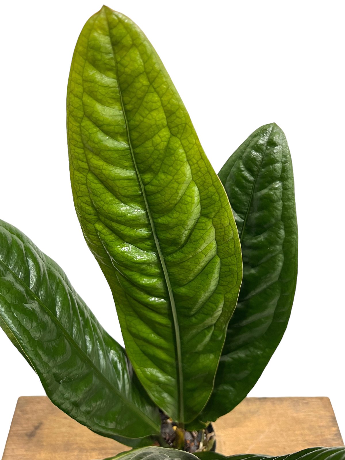 アンスリウム スパーバム 「Anthurium superbum」71K | SHOUCHIKUEN