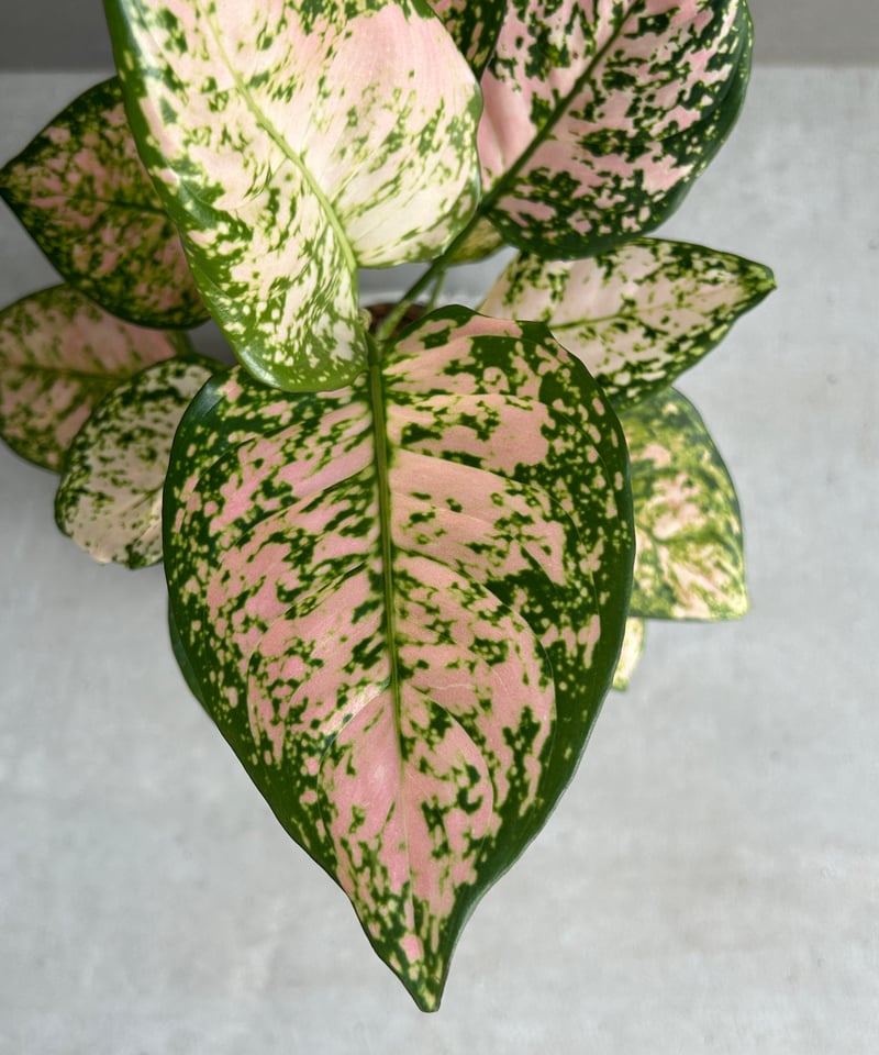 アグラオネマ ベビー ピンク 「Aglaonema Baby Pink」83I | SHOUC