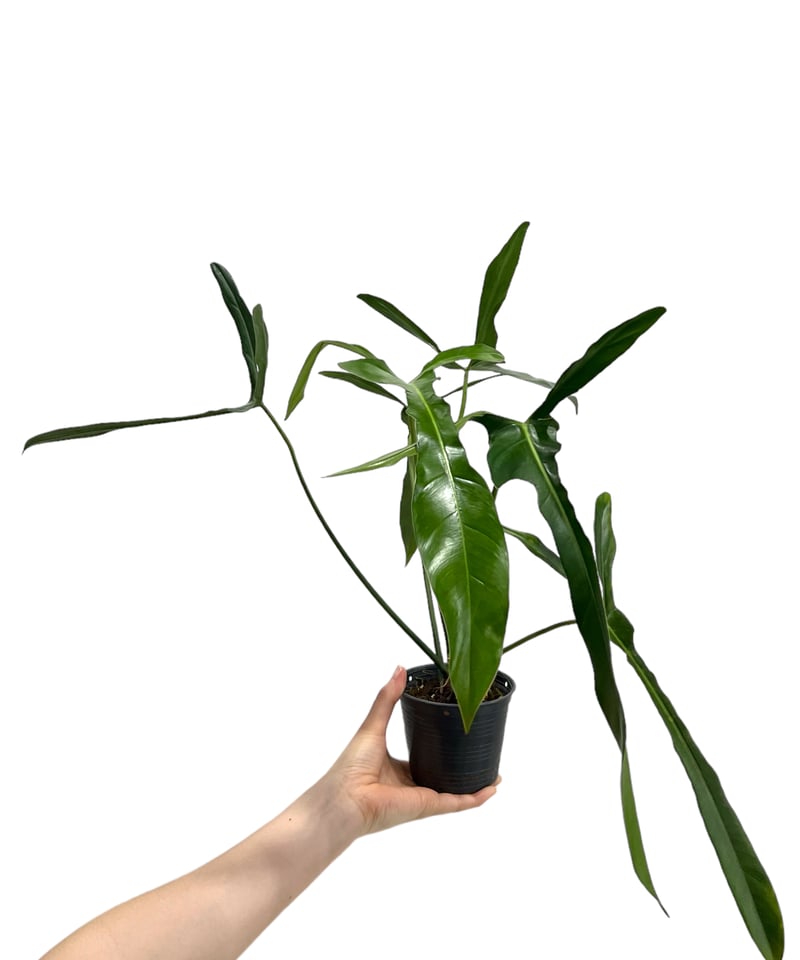 大株　Philodendron ’Lelano Miyano’ フィロデンドロン fit=scale-down,w=1200