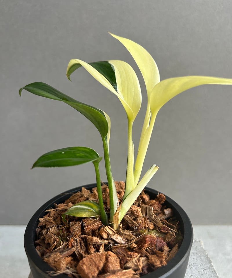 スキンダプサス ブルー アルボ 「Scindapsus blue albo」50G | SH