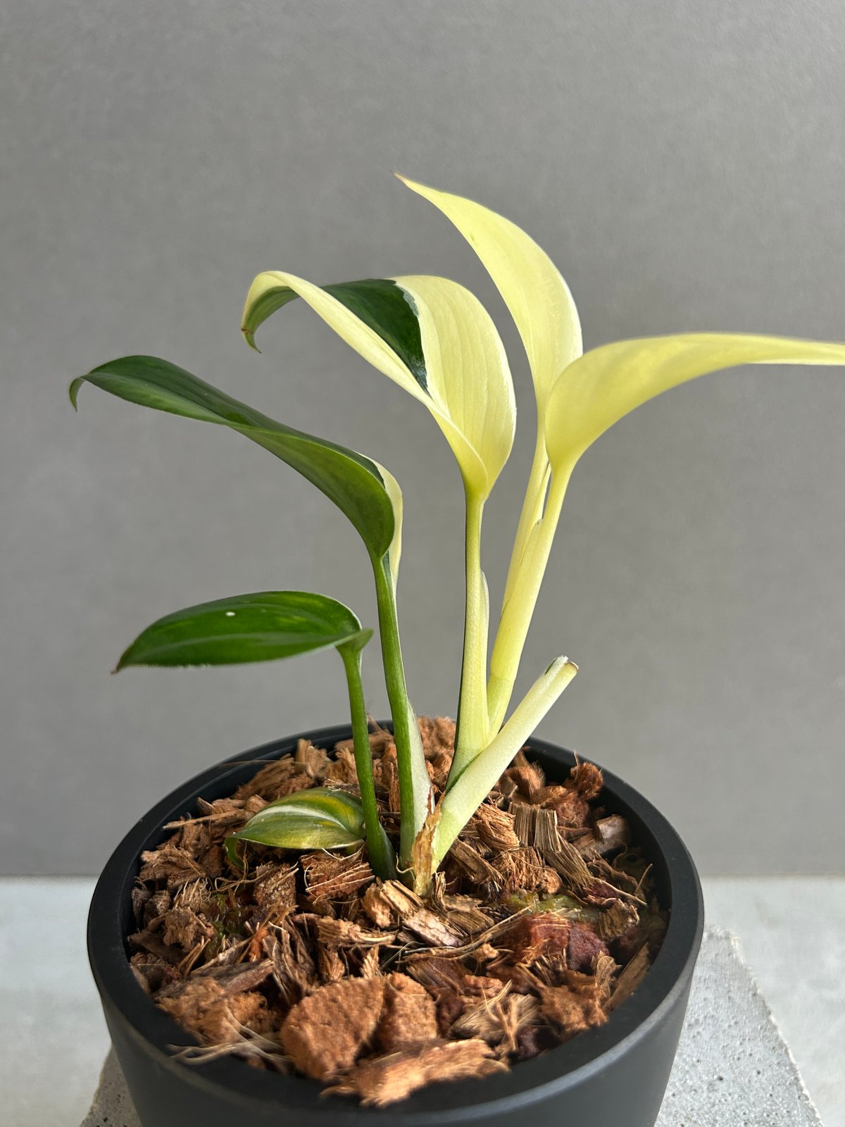 スキンダプサス　ブルーアルボ　レア♪ スキンダプサス ブルー アルボ 「Scindapsus blue albo」50G | SH