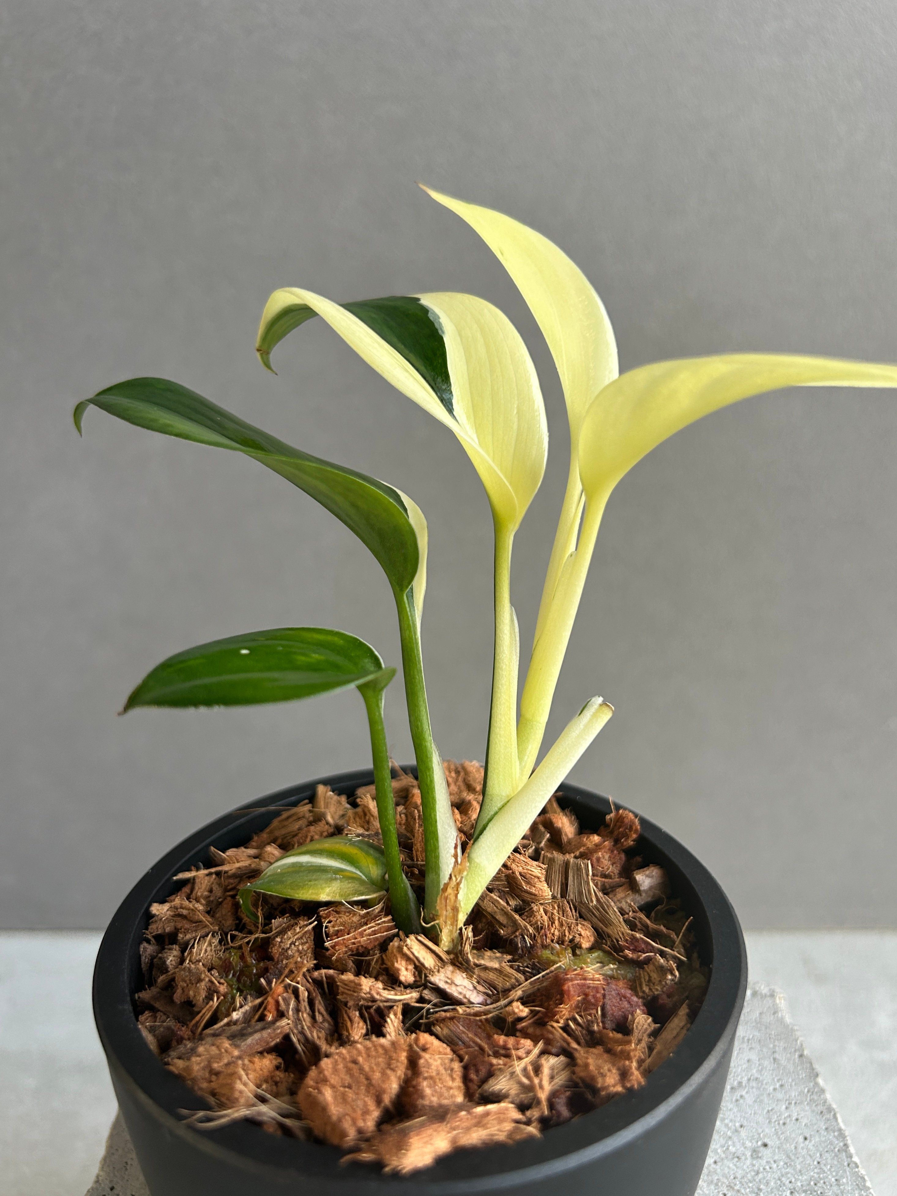 スキンダプサス　ブルーアルボ　レア♪ スキンダプサス ブルー アルボ 「Scindapsus blue albo」50G | SH