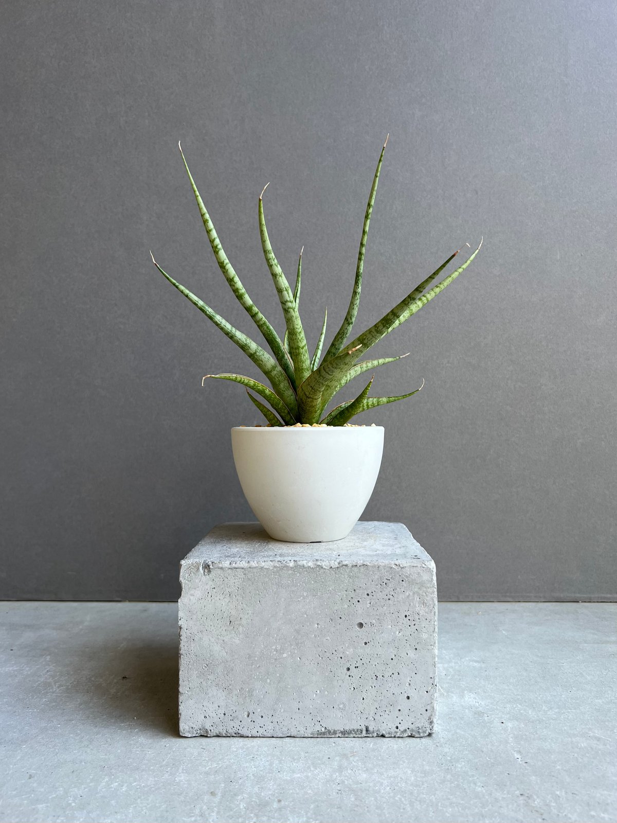サンスベリア・コヨーテ サンセベリア コヨーテ 「Sansevieria Coyote」45E | SHOUCHIKUEN