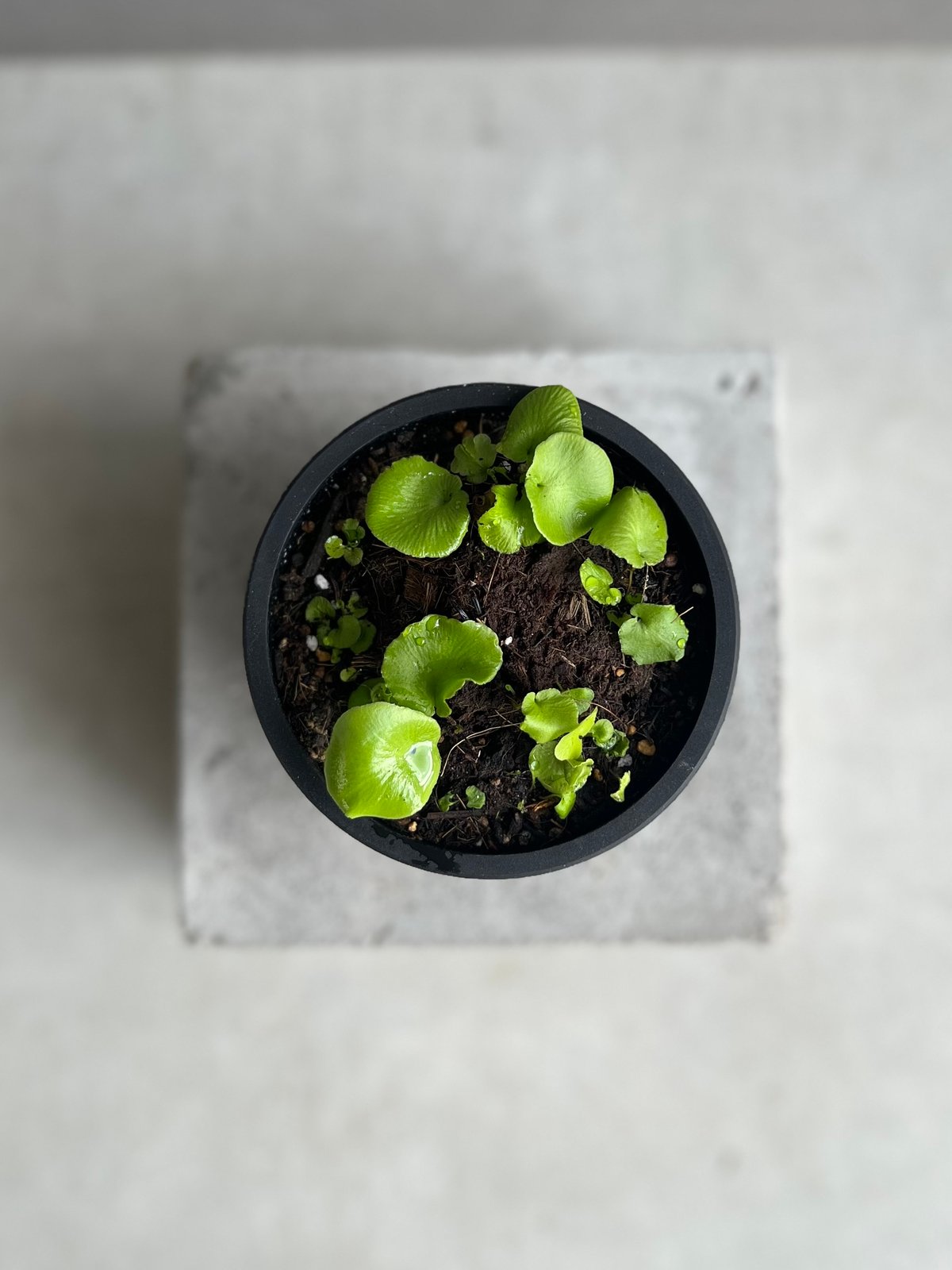 アスプレニウム デラバイ (フランチ) コペル 「Asplenium delavayi (Fr
