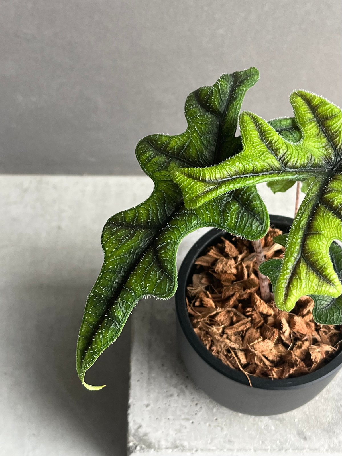 アロカシア ジャックリン 「Alocasia Jacklyn」95N | SHOUCHIKUEN