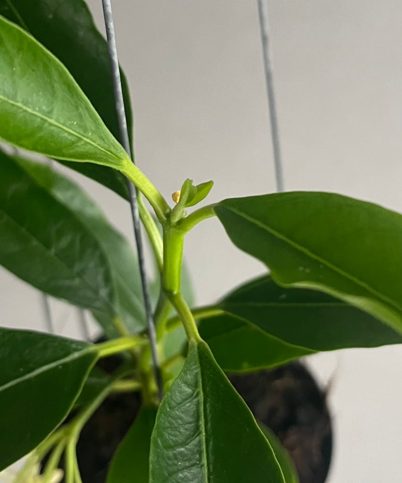 ホヤ ロッキー イエロー フラワー 「Hoya lockii Yellow Flower」69