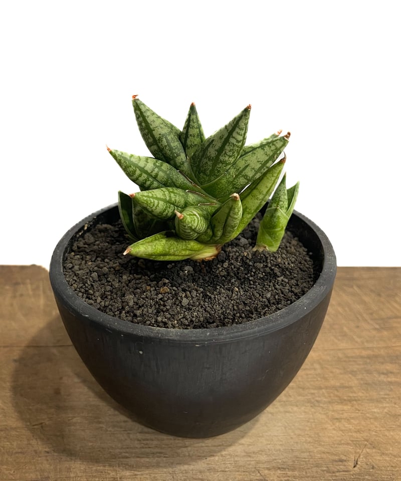サンセベリア ミン マニー 「Sansevieria Ming Manee by Unyama