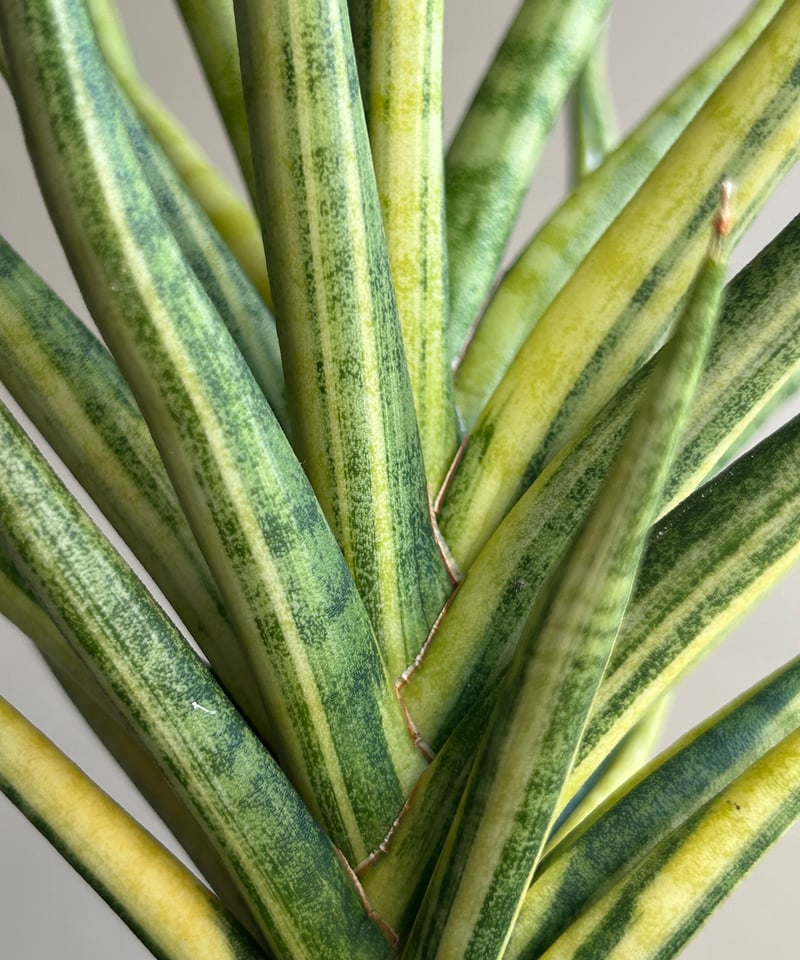 サンセベリア ブンルートーチ 斑入「Sansevieria Bunlue Torch Vari