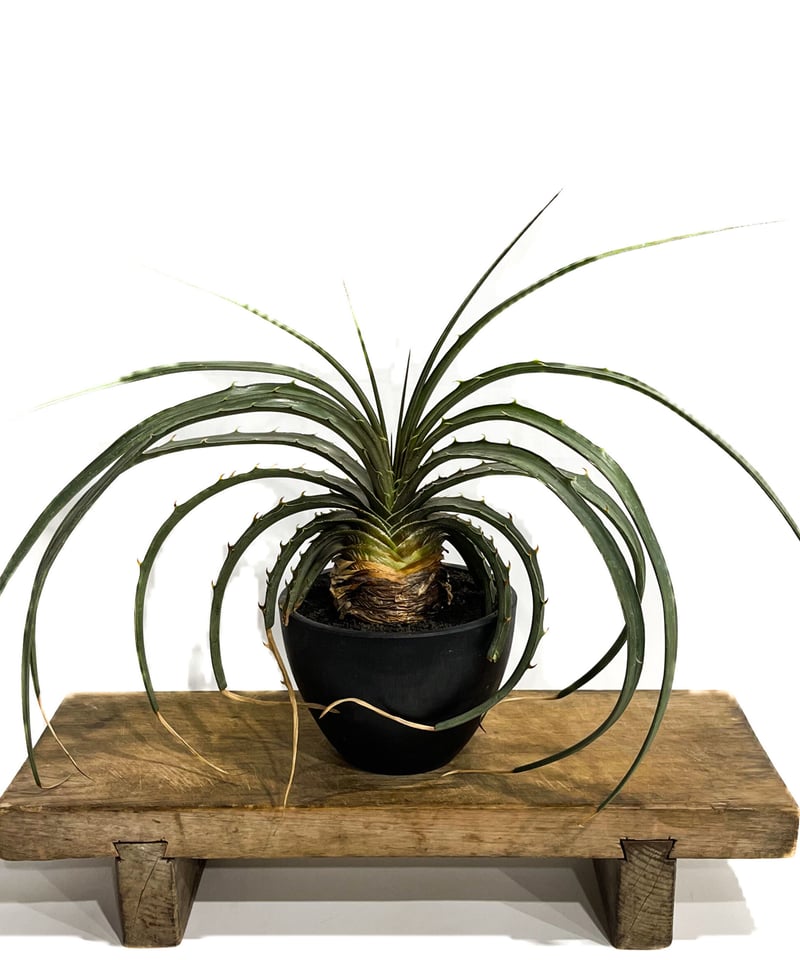 ディッキア　エステべシー　原種 ディッキア・エステべシー dyckia・estevesii 原種 | フラワー