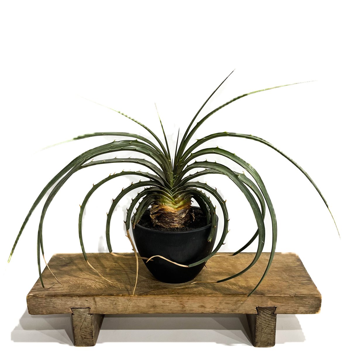 人気 原種 ディッキア Dyckia estevesii （アメリカ産） 【公式通販】