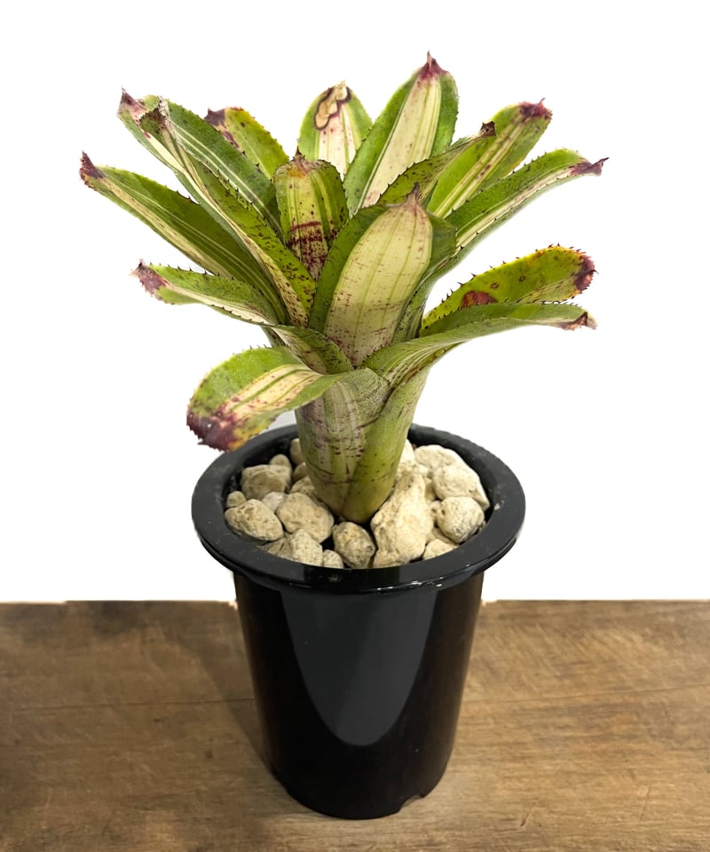 ネオレゲリア バチャタ「Neoregelia 'BACHATA'」3/22-170 | SHO