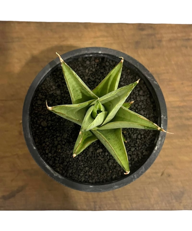サンセベリア サイクロン 「Sansevieria Cyclone (from Unyama サンセベリア サイクロン 「Sansevieria Cyclone (from Unyama