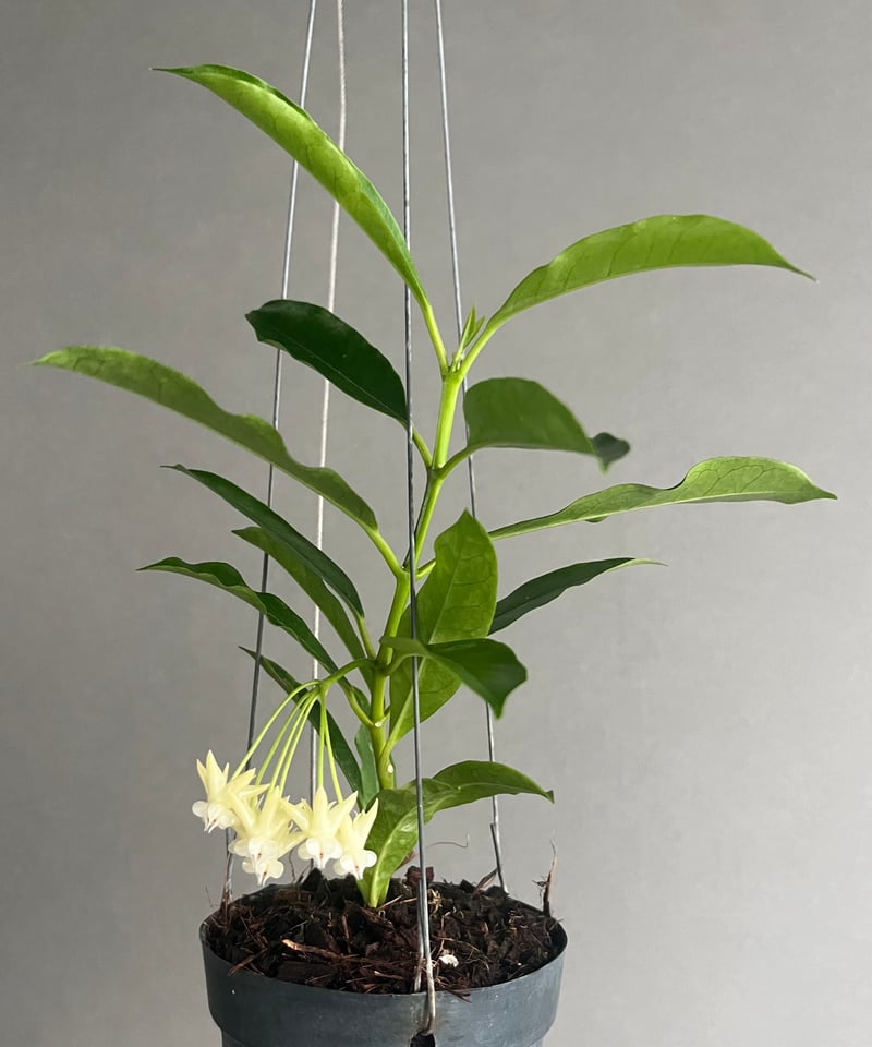 ホヤ ロッキー イエロー フラワー 「Hoya lockii Yellow Flower」69