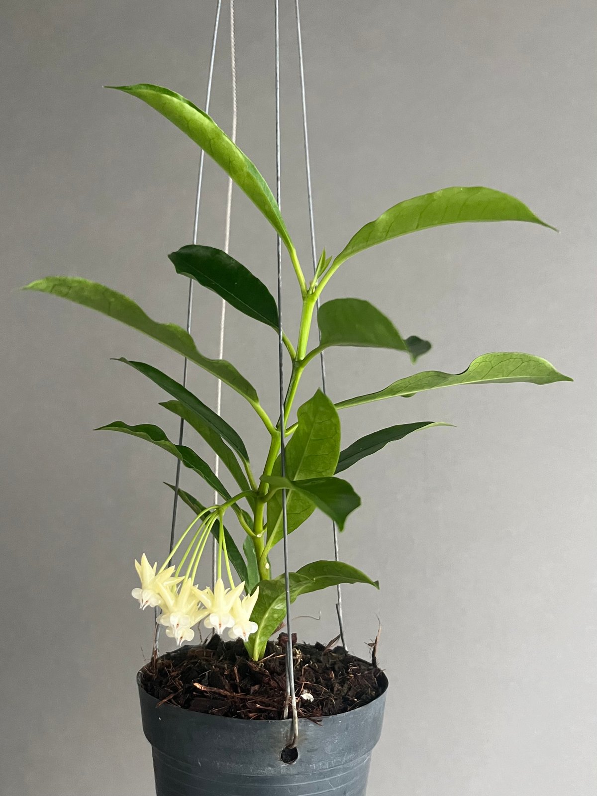 レア Hoya Lockii ホヤ ロッキー 希少種 サクララン