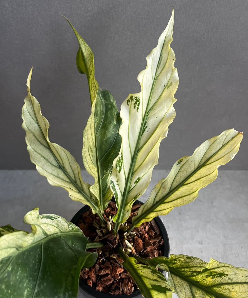 アンスリウム　ジェンマニー　斑入り アンスリウム・ジェンマニ斑入り - Etsy 日本