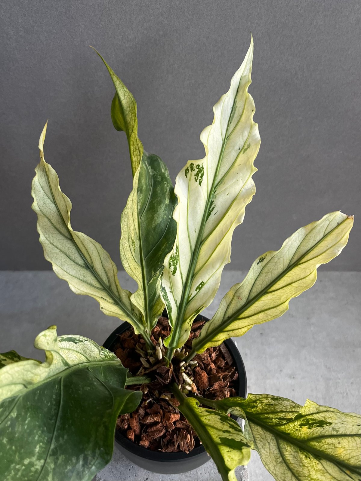 アンスリウム プロウマニー ミント 斑入 「Anthurium Plowmanii Mint