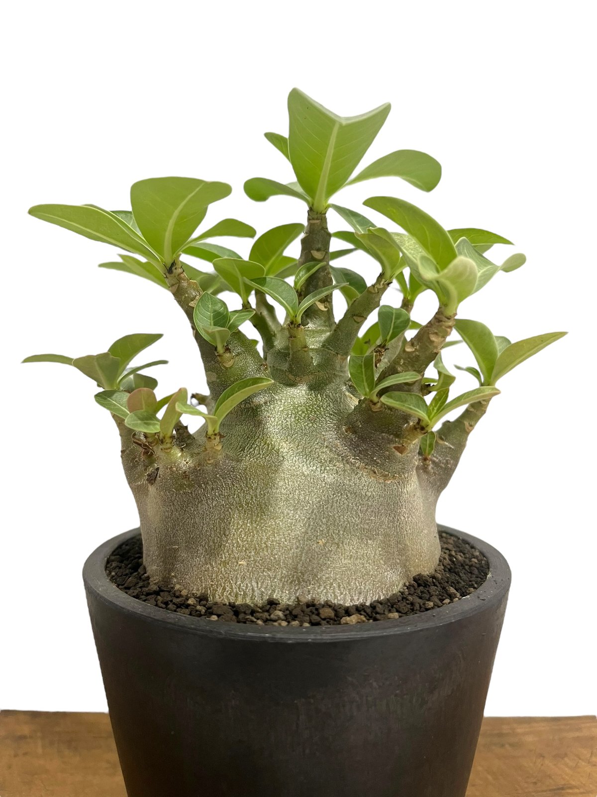 激レア/ブラックスキン/ドワーフ 】アデニウム スーパーレッド A-1