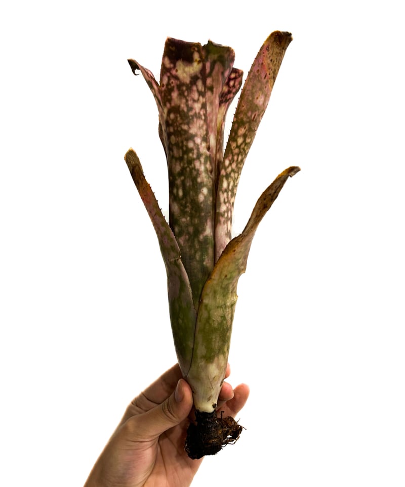 ビルベルギア コラン スターストラック「Billbergia Kolan Starstruc