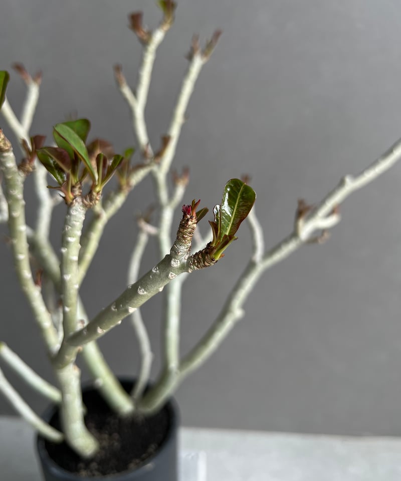 アデニウム ブラックリーフ 「Adenium Black Leaf 」68B | SHOUCH
