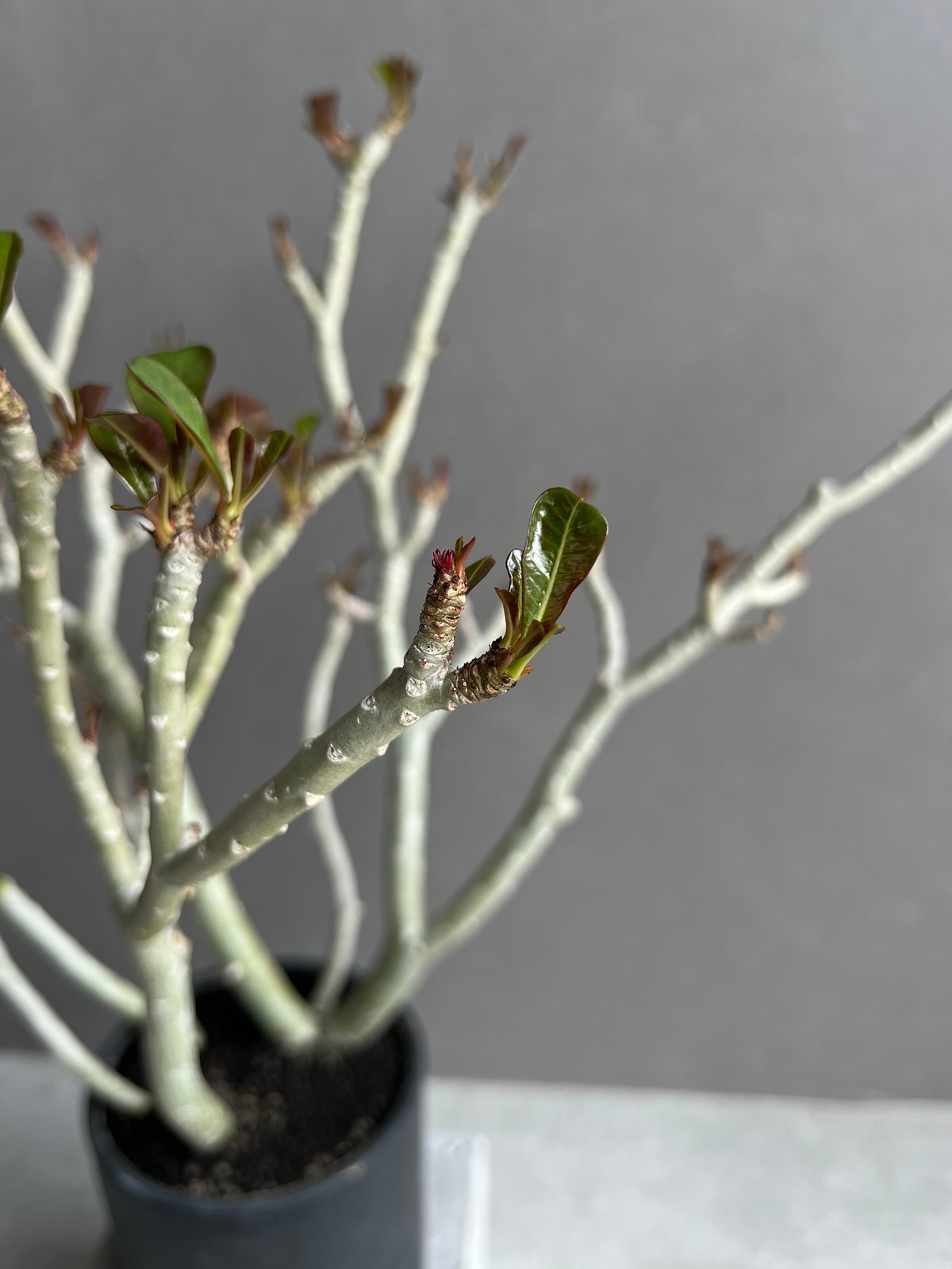 アデニウム ブラックリーフ 「Adenium Black Leaf 」68B | SHOUCH