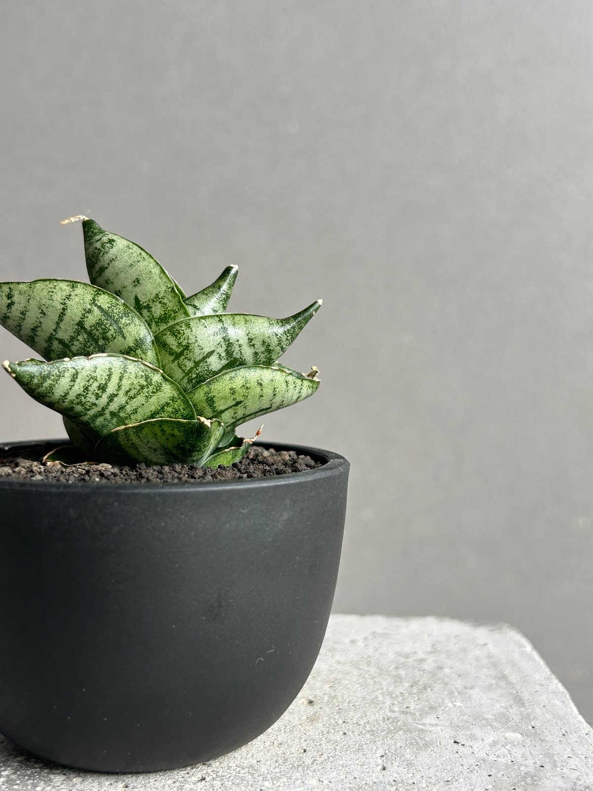 サンセベリア インフィニティ「Sansevieria Infinity 」57I | SHOU