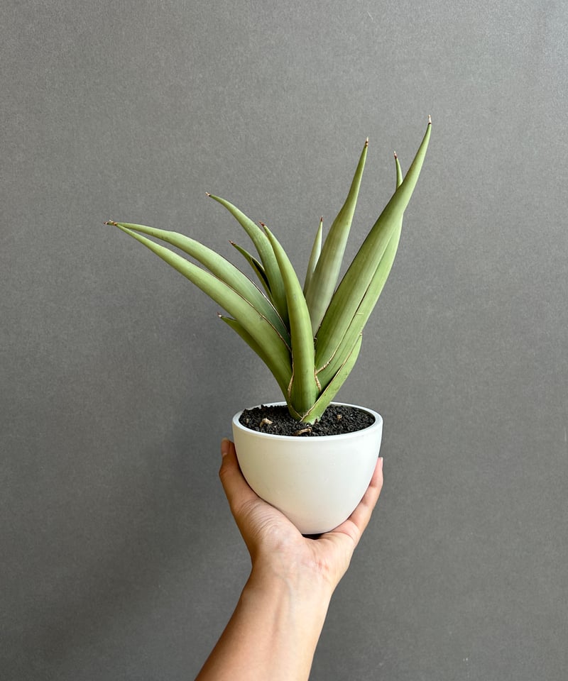 サンセベリア チャオプラヤ 「Sansevieria Chao Phraya」61F | SH