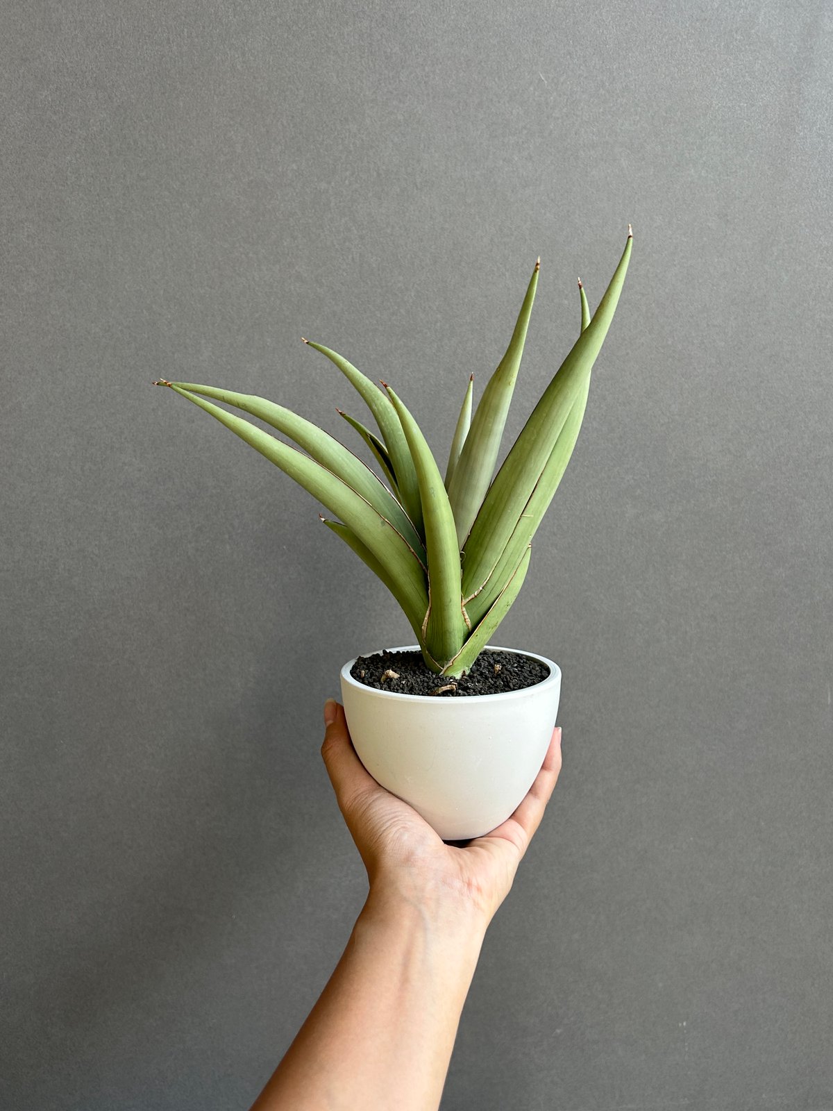 a33 サンスベリア チャオプラヤ サンセビリア サンセベリア チャオプラヤ「Sansevieria Chao Phraya (by Unyam