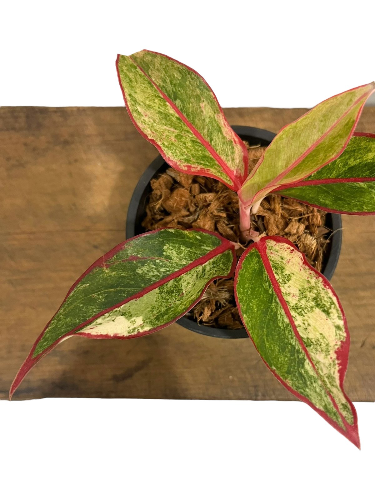 アグラオネマ サイアム オーロラ 斑入 「Aglaonema Siam Aurora Vari