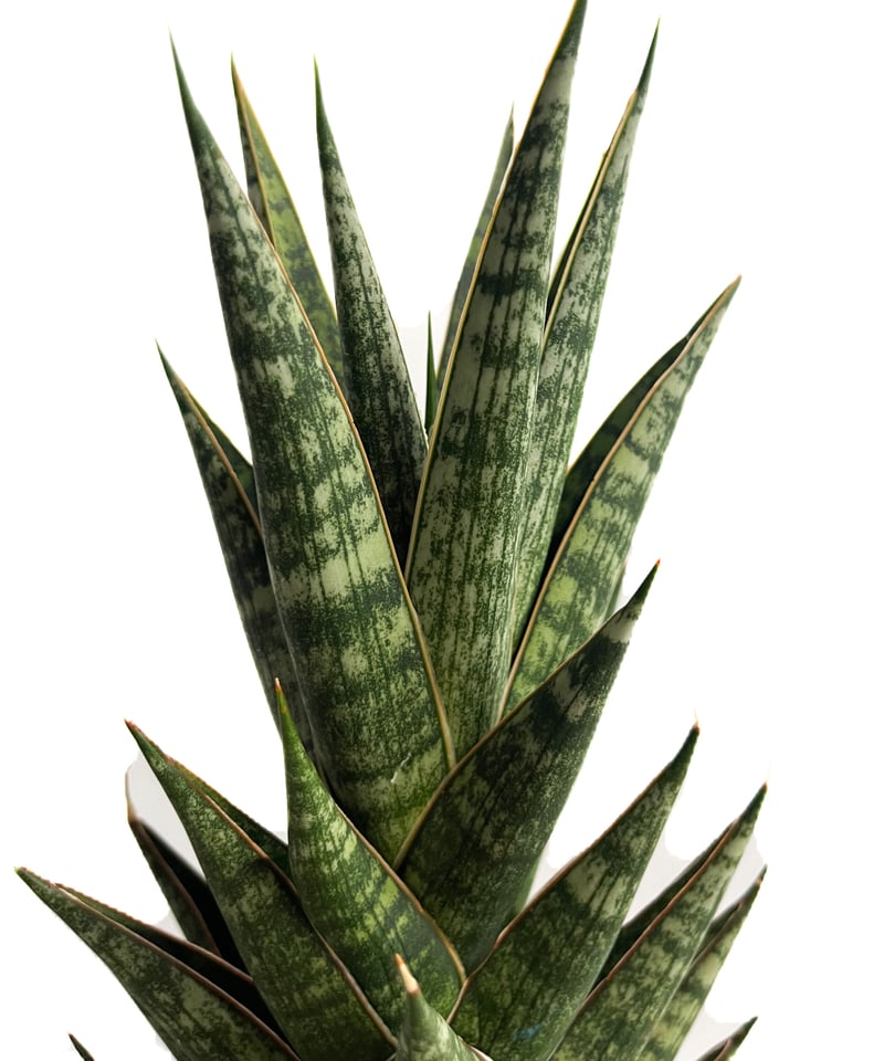 サンセベリア アンヤマニー ハイブリッド＋pmp「Sansevieria