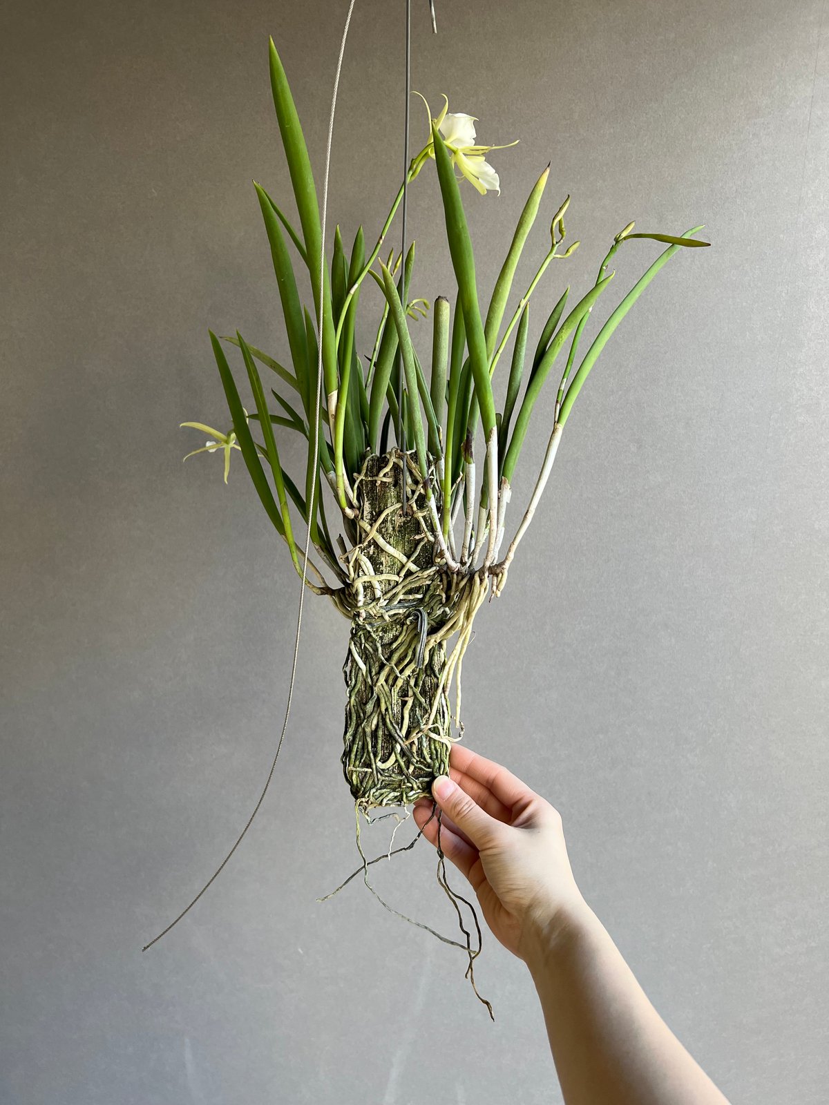 ブラッサボラ ノドサ (アンマン x スーザン フークス) 「Brassavola