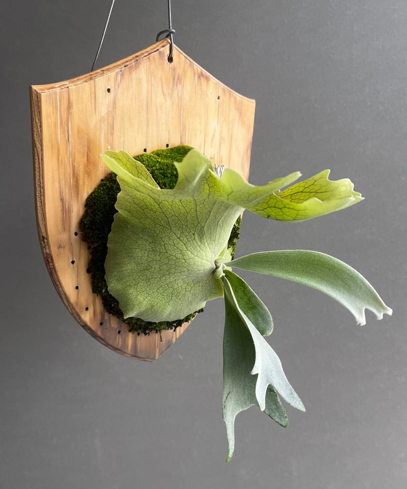 ビカクシダ　ウィリンキー　ミックススポア　板付 2025.6/5〜】板付ビカクシダ P. willinckii YAL（Mix Spore