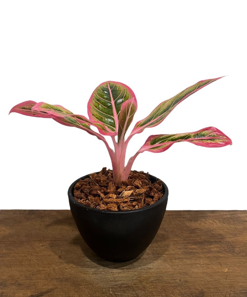 アグラオネマ ロータス デライト 「Aglaonema Lotus Delight 」81U