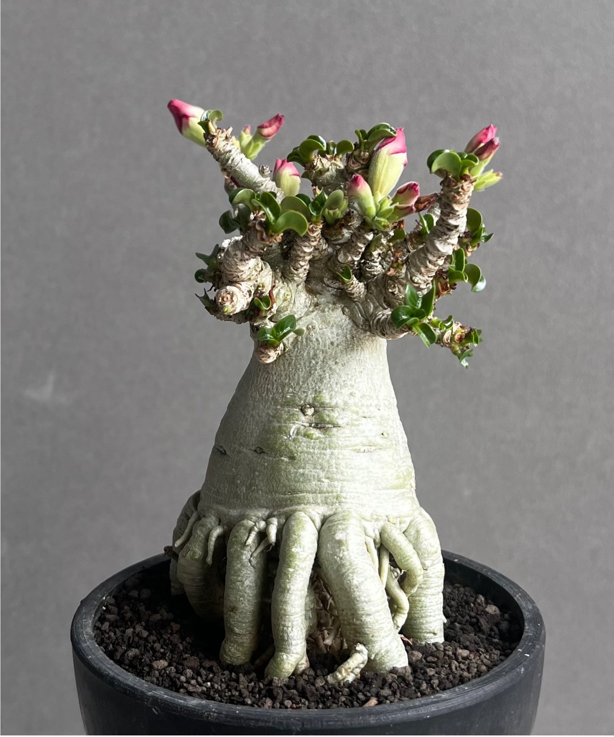 アデニウム メデューサ DHA 極美 Adenium Medusa DHA アデニウム メデューサ D.H.A（獅子葉）｜カール葉が美しい個性派 塊根植物・コーデックス