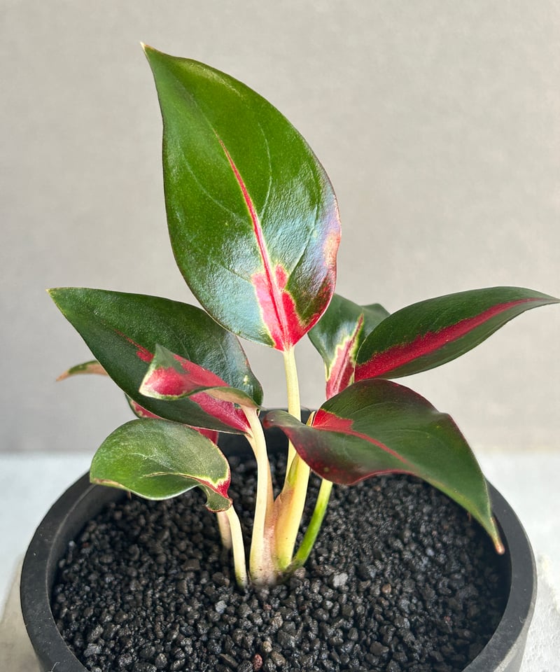 アグラオネマ アグラオネマ ピクタム ホワイトデビル AZ0413-2 ようやくここ