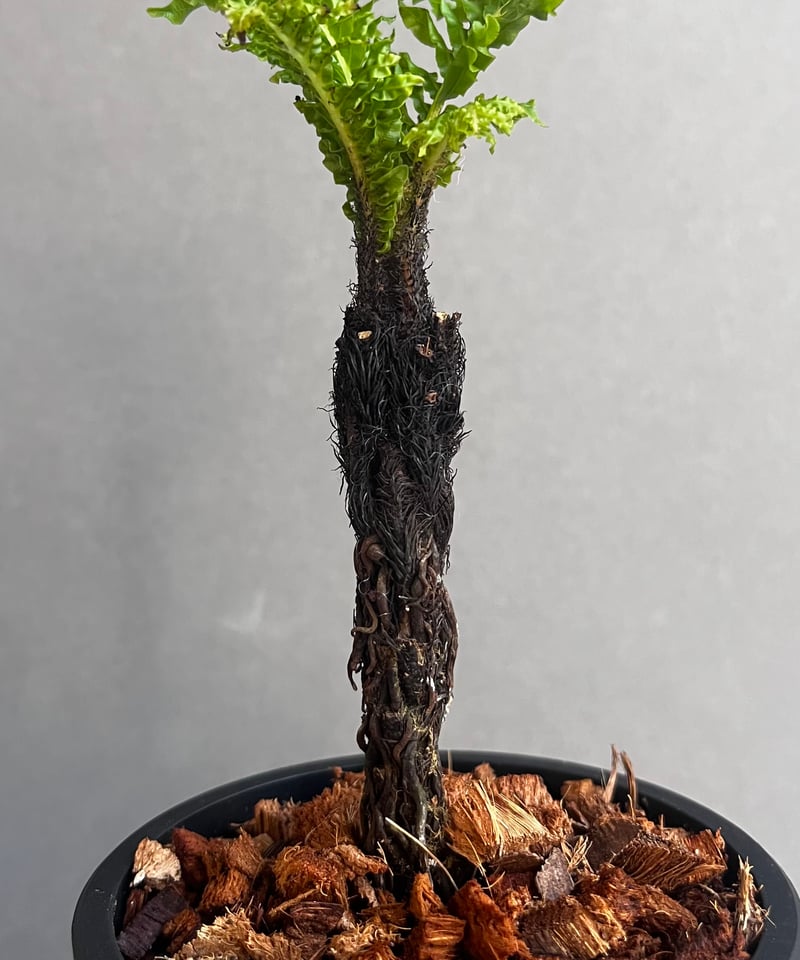 ブレクナム ギッバム ドワーフ 「Blechnum gibbum Dwarf 」4F