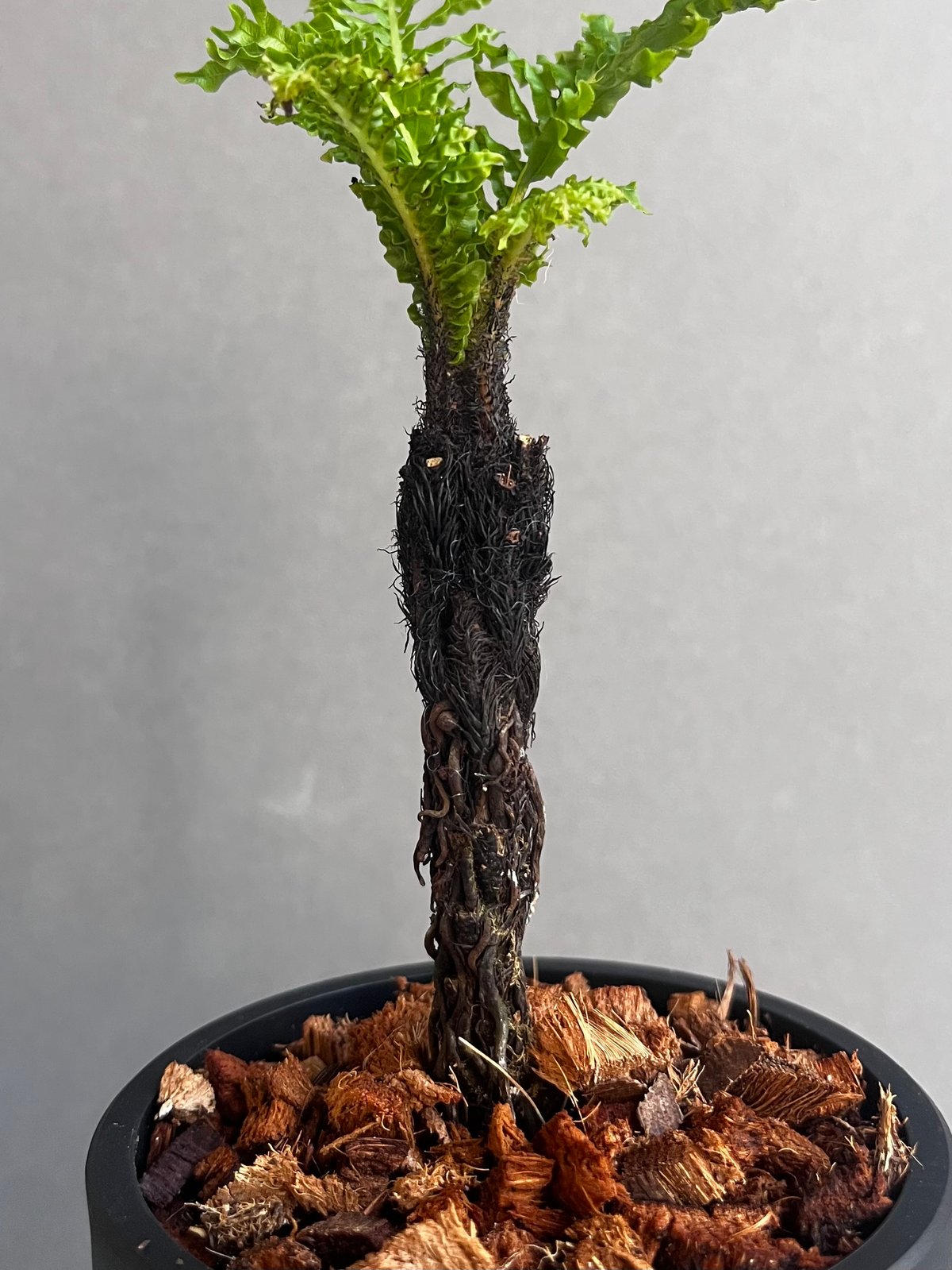 ブレクナム ギッバム ドワーフ 「Blechnum gibbum Dwarf 」4F | SH