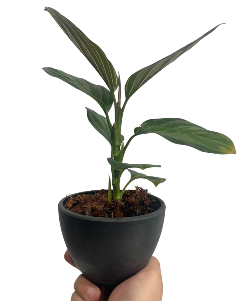 アグラオネマ ブラック リップスティック “選抜個体” 「Aglaonema