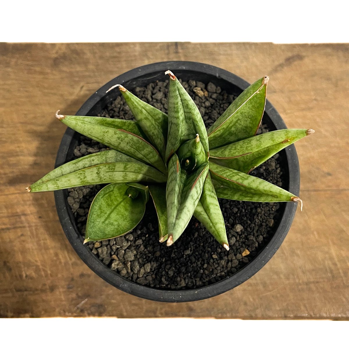 サンセベリア ヴィエナ「Sansevieria Vienna (by Unyamanee Ga