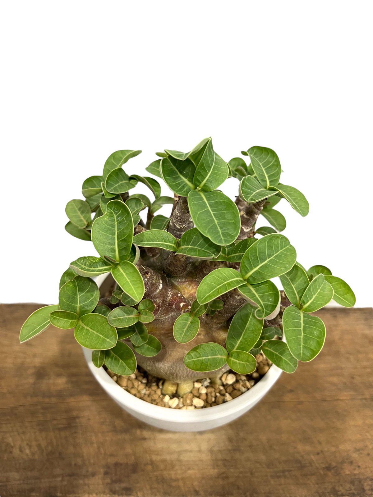 アデニウム アラビカム スーパー ドワーフ “ブラック”「Adenium アデニウム アラビカム スーパー ドワーフ “ブラック”「Adenium
