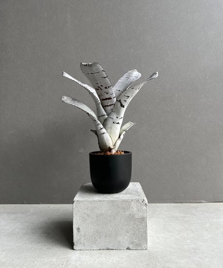 CATEGORY タンクブロメリア | SHOUCHIKUEN