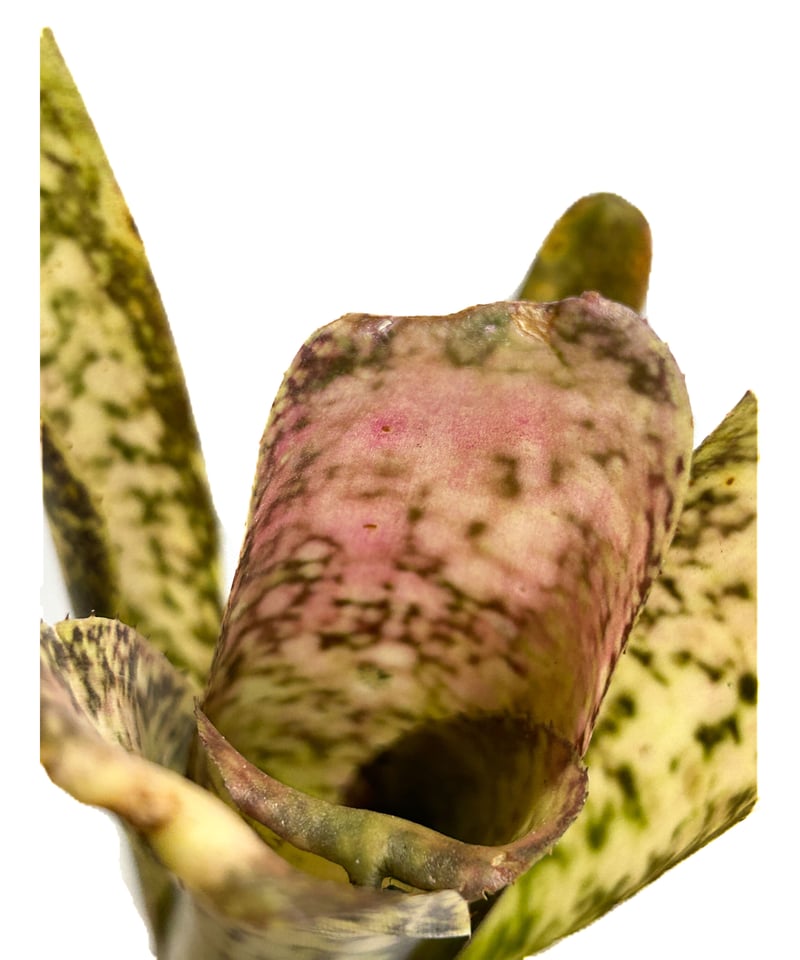 ビルベルギア アイボリー タワー「 Billbergia Ivory Tower」3